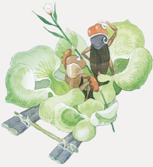 Diary of a Cricket - Illustration by Ta Huy Long